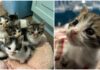 Diano Marina, cinque gattini abbandonati in una scatola davanti a una scuola. “Curati e adottati da nuove famiglie” gatti Diano Marina