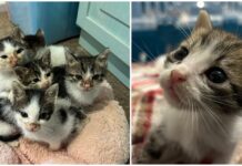 Diano Marina, cinque gattini abbandonati in una scatola davanti a una scuola. “Curati e adottati da nuove famiglie” gatti Diano Marina