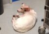 Imperia: raccolti 3.600 euro per salvare Otto, il cane aggredito da due pit bull cane otto