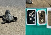 Tartarughe Caretta caretta, a Sanremo il primo nido dell’anno tartaruga marina