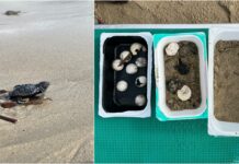 Tartarughe Caretta caretta, a Sanremo il primo nido dell’anno tartaruga caretta caretta sanremo